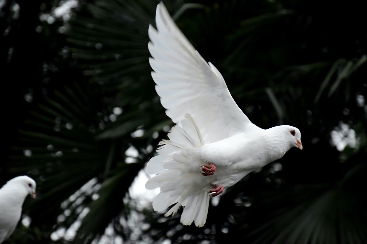 Dove Release Ceremony