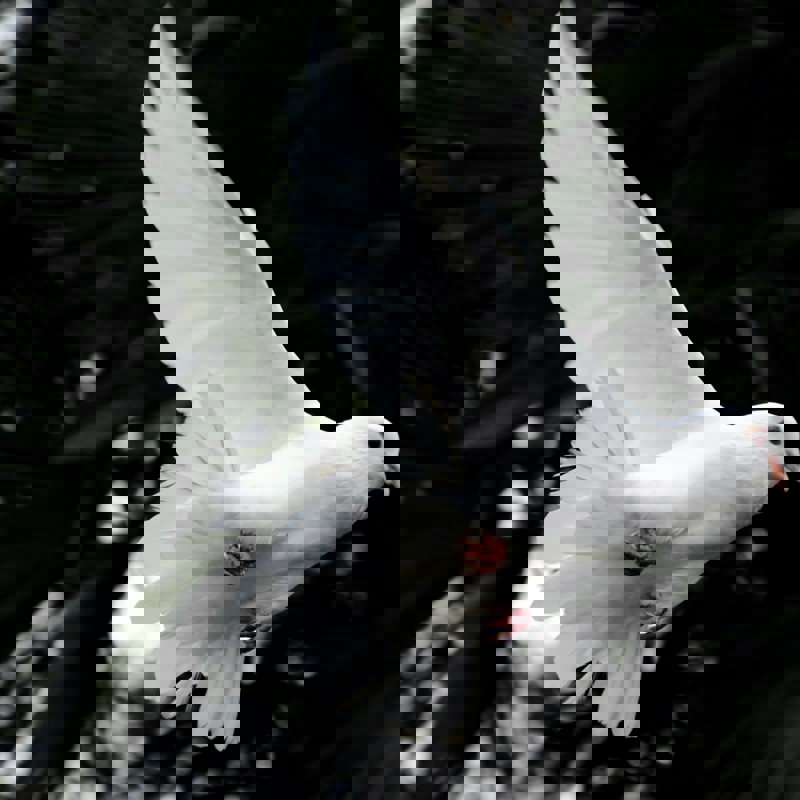 Wedding Ceremony Celebrant - Dove Release Ceremony