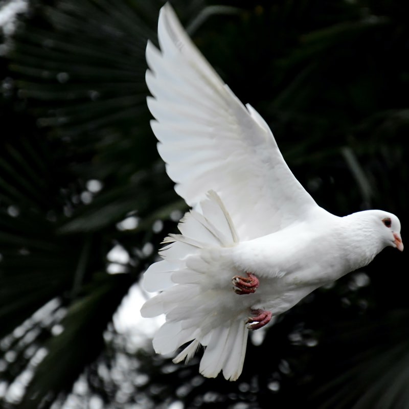 Wedding Ceremony Celebrant - Dove Release Ceremony